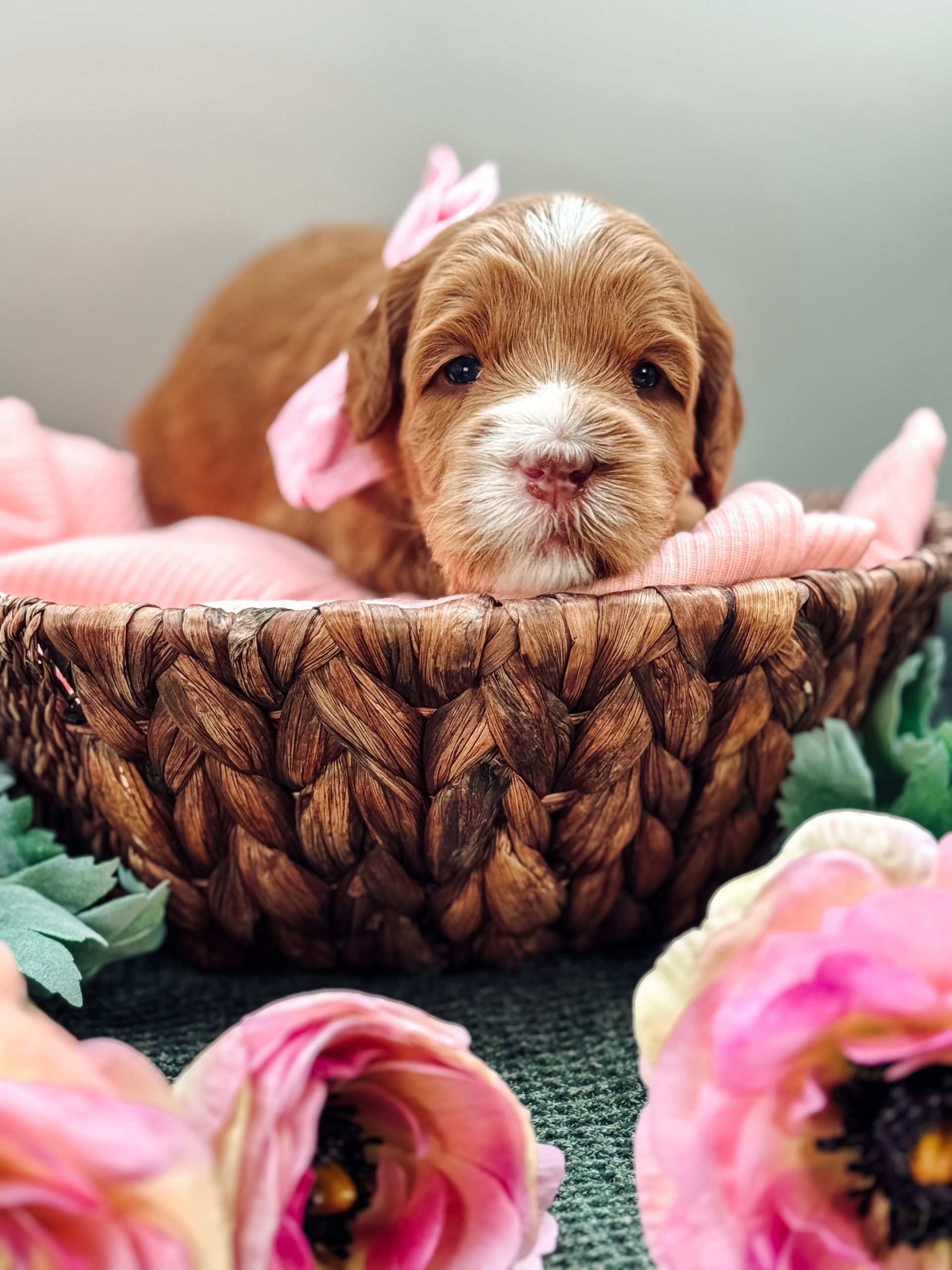 german shepherds in grand junction co