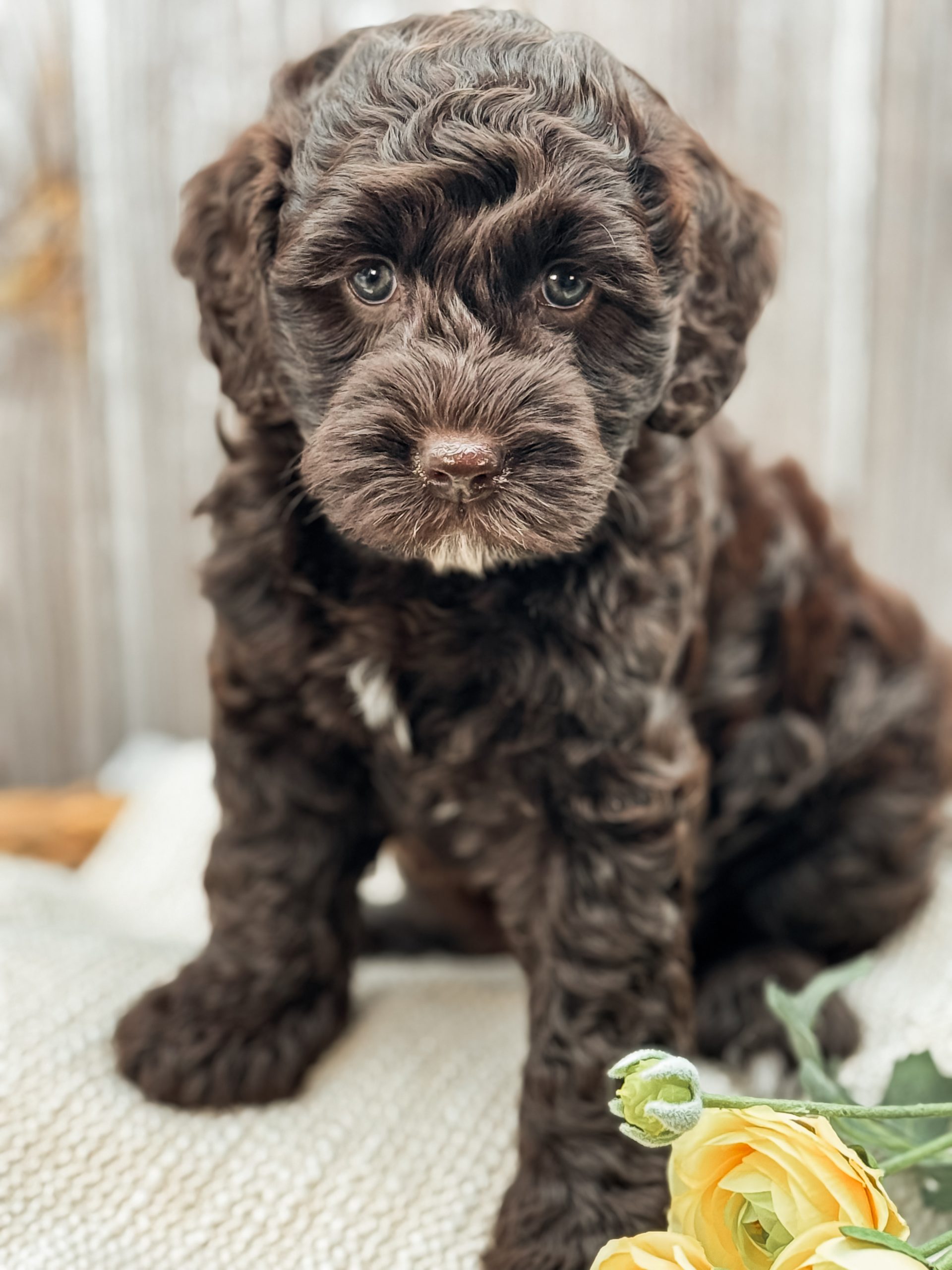 german shepherds in grand junction co